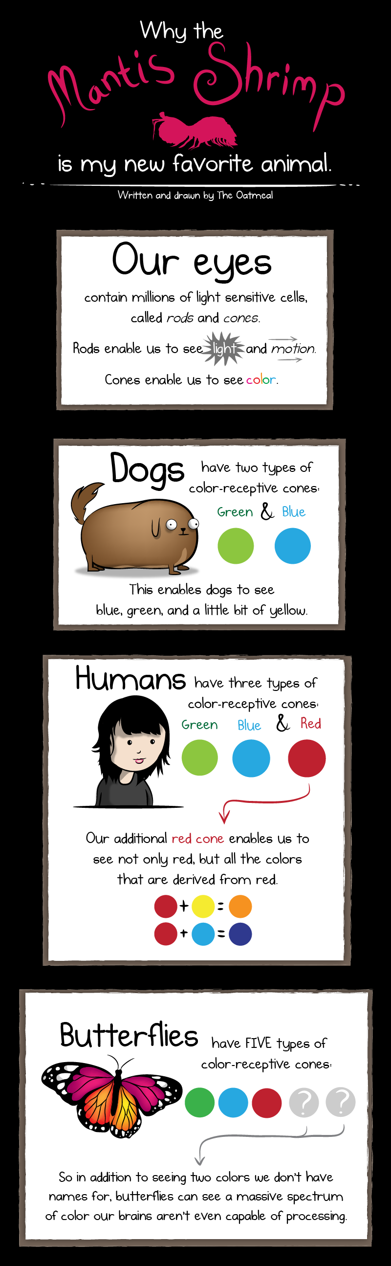 why+mantis+shrimp+are+my+new+favorite+animal