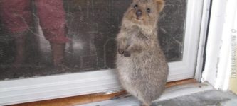 Just+a+Quokka.