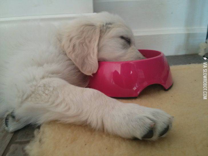 Eating+does+seem+to+make+puppies+tired