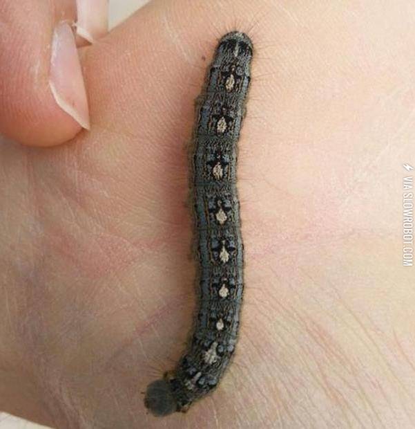 Little+penguins+on+a+caterpillar