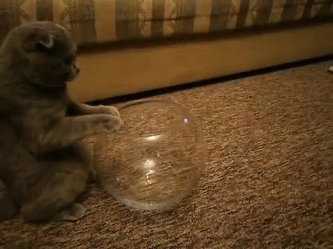 As+if+we+needed+more+proof+that+cats+are+liquid.