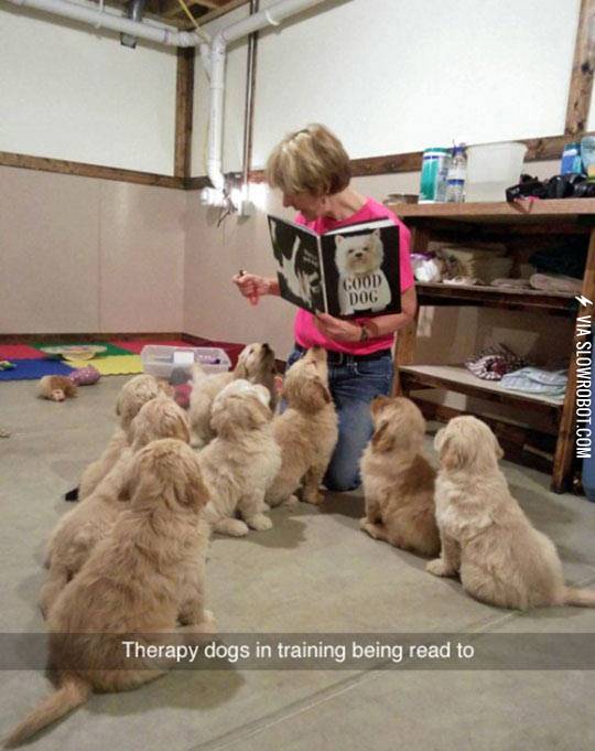 Dogs+In+Training