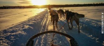Husky+ride+through+Lapland