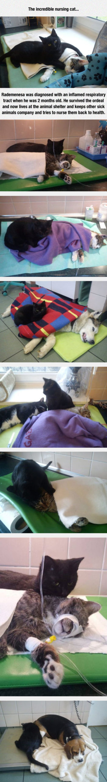 The+Nursing+Cat