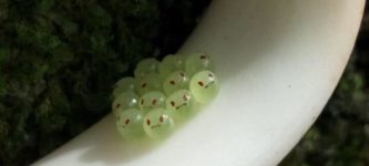 Green+shield+bug+eggs+look+like+emojis