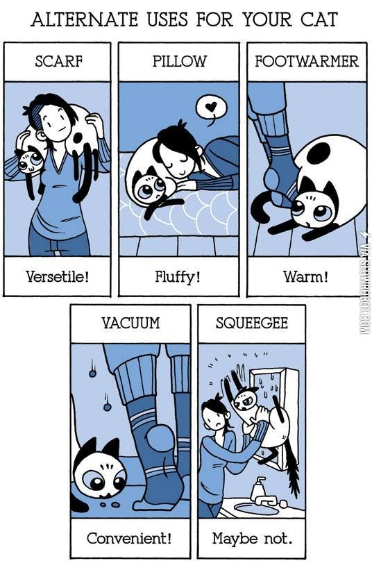 Alternate+uses+for+your+cat.