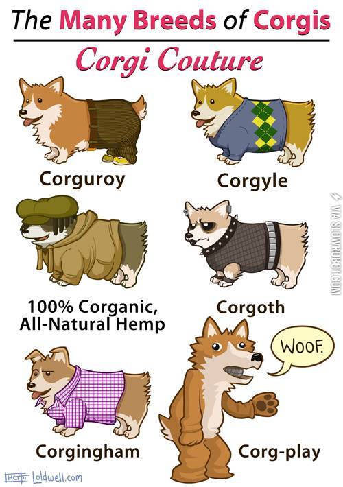 The+many+breeds+of+Corgis.