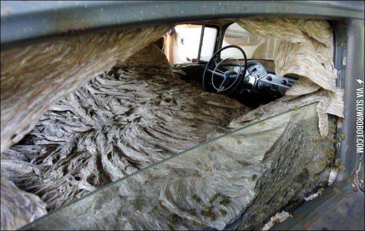 A+wasps%26%238217%3B+nest+inside+of+a+car.