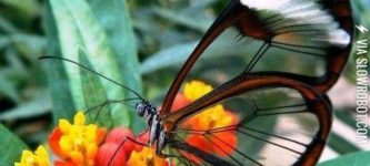 The+glasswing+butterfly