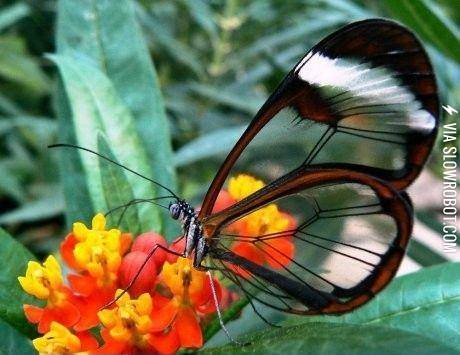 The+glasswing+butterfly