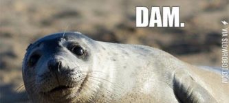 This+Seal+Has+A+Joke+For+You