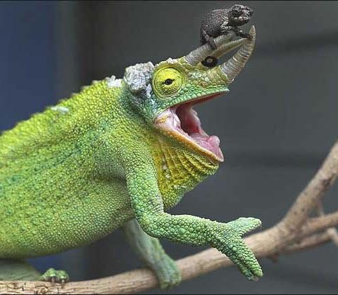A+baby+chameleon+holding+onto+its+mothers+horn