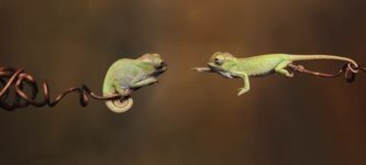 A+young+chameleon+reaching+for+its+sibling