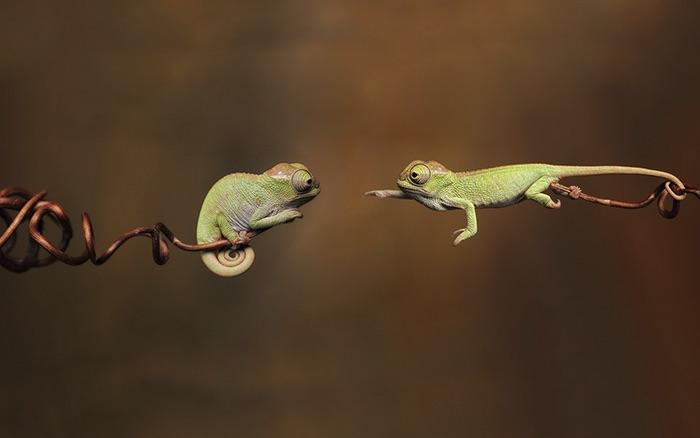 A+young+chameleon+reaching+for+its+sibling