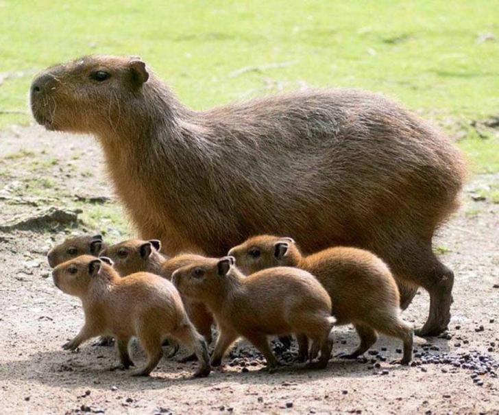 Capybara+family