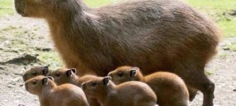 Capybara+family