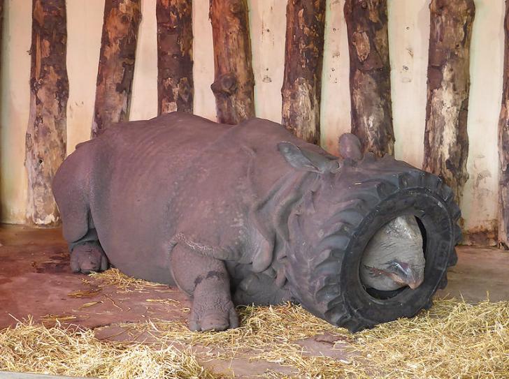 I+went+to+the+zoo+but+the+Rhino+was+tired.
