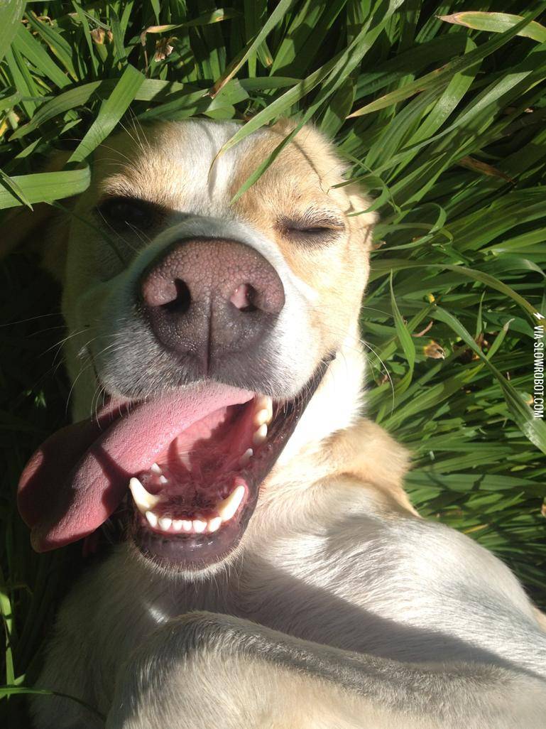 My+dog+is+happy%26%238230%3B