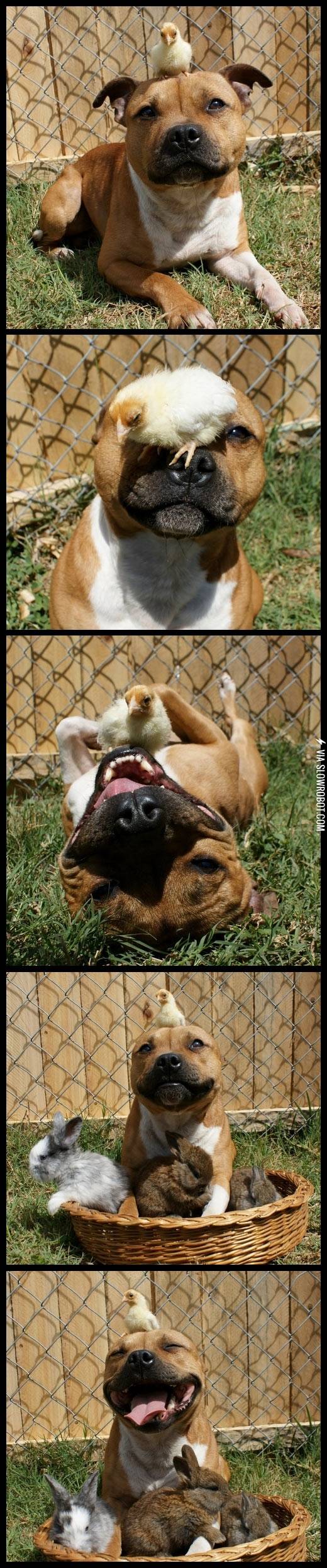 Pit+bulls+are+vicious.