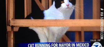 This+cat+has+got+my+vote%21