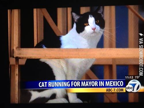 This+cat+has+got+my+vote%21
