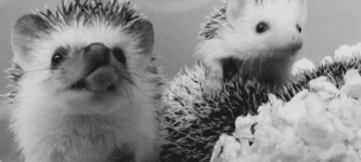 Hedgehog+yawns.