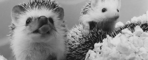 Hedgehog+yawns.
