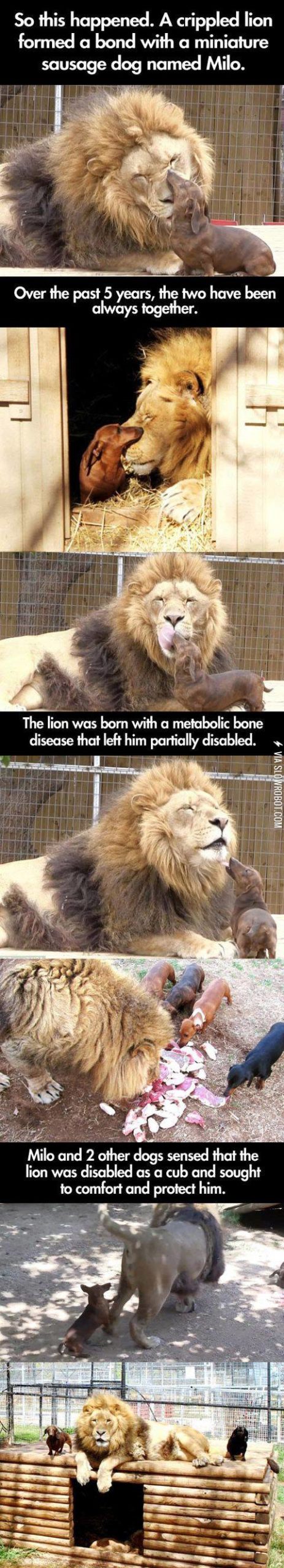 The+lion+and+the%26%238230%3Bdog.