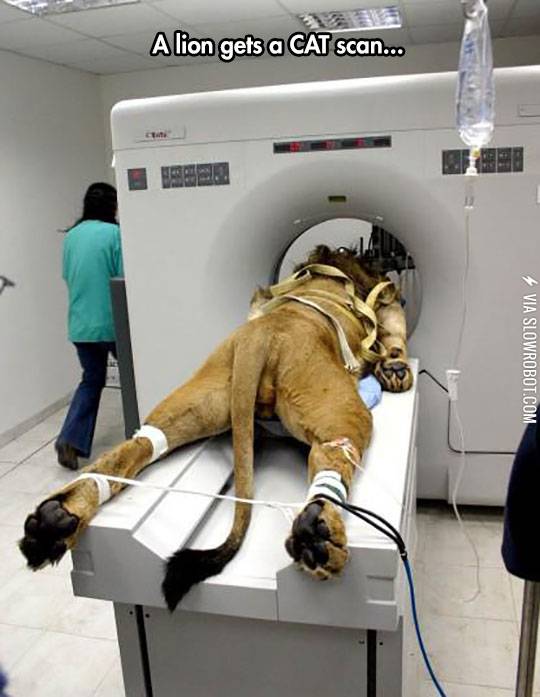 Most+Literal+CAT+Scan+Ever