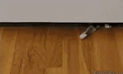 Sneaking+Under+The+Door