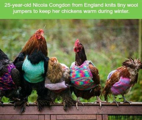 Keeping+chickens+warm