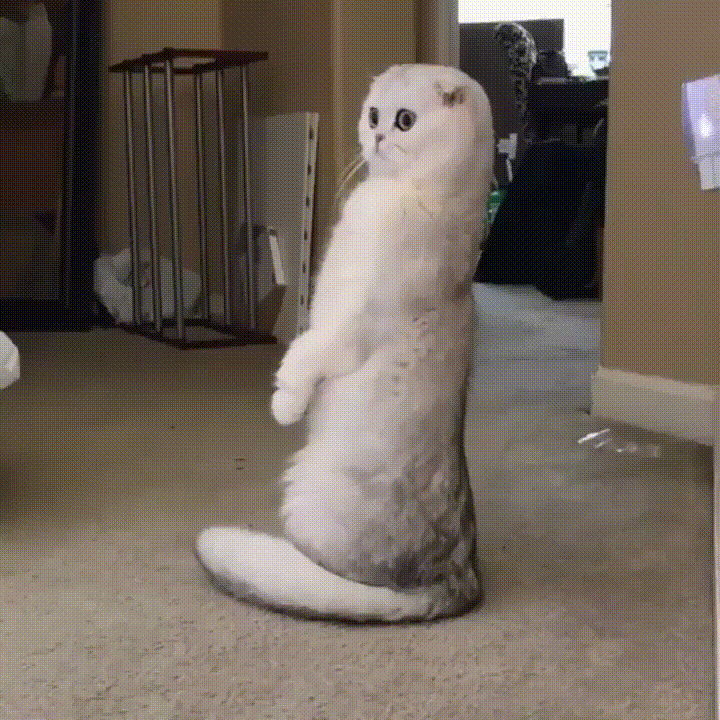 That+Was+Some+Primo+Catnip