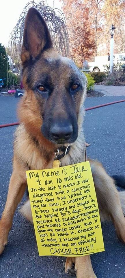 Jack+the+cancer+free+one+eared+good+boy