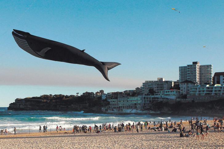 Blue+Whale+Kite