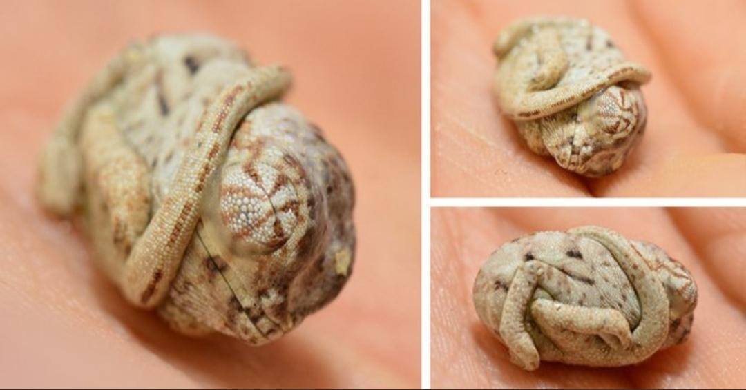 This+chameleon+hasn%26%238217%3Bt+realised+it%26%238217%3Bs+hatched+out+of+the+egg