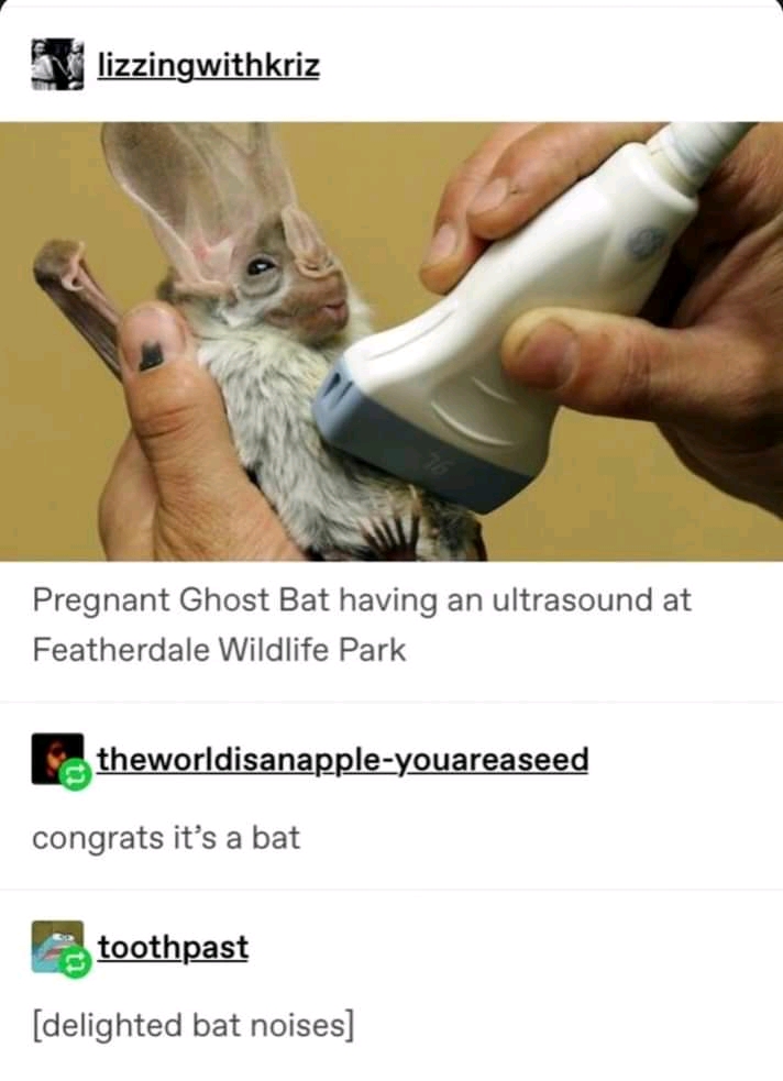 %2ADelighted+Bat+Noises%2A