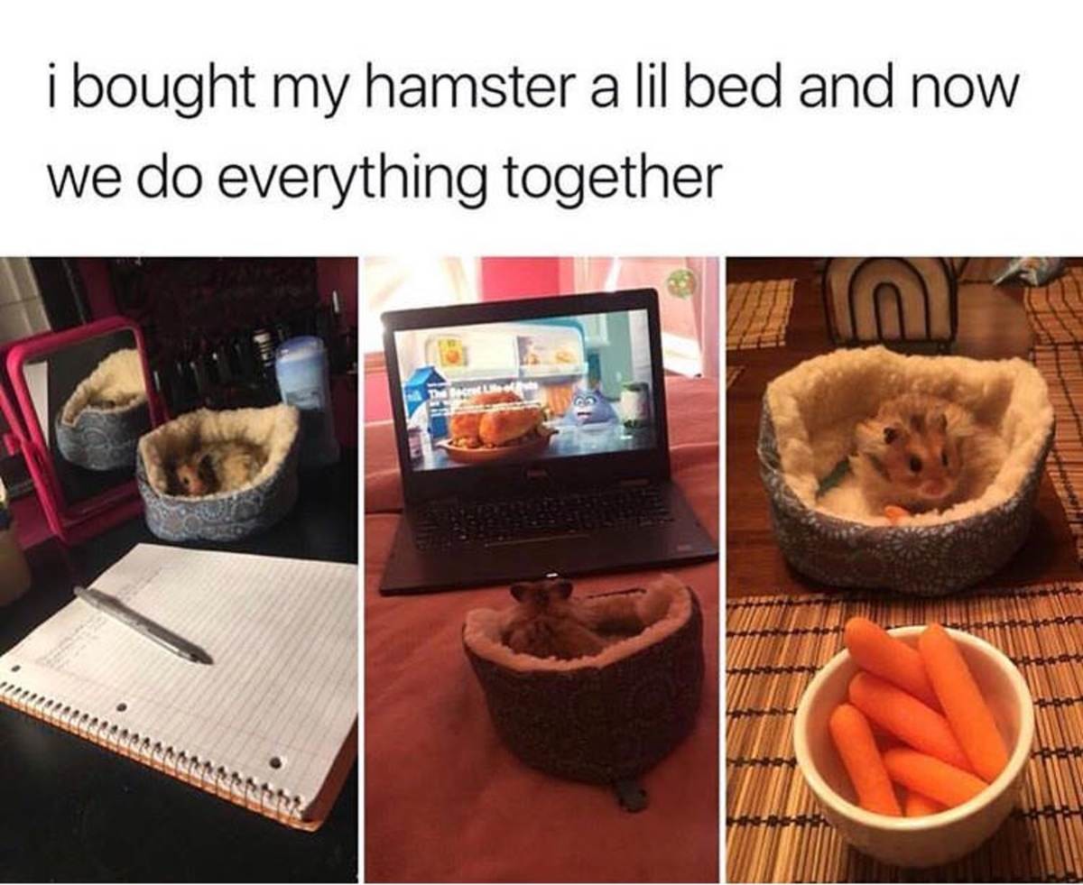 I+bought+my+hamster+a+bed