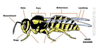 The+Anatomy+Of+A+Wasp