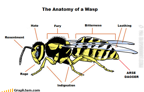 The+Anatomy+Of+A+Wasp