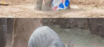 Happy+Half-Birthday+Tiny+Elephant