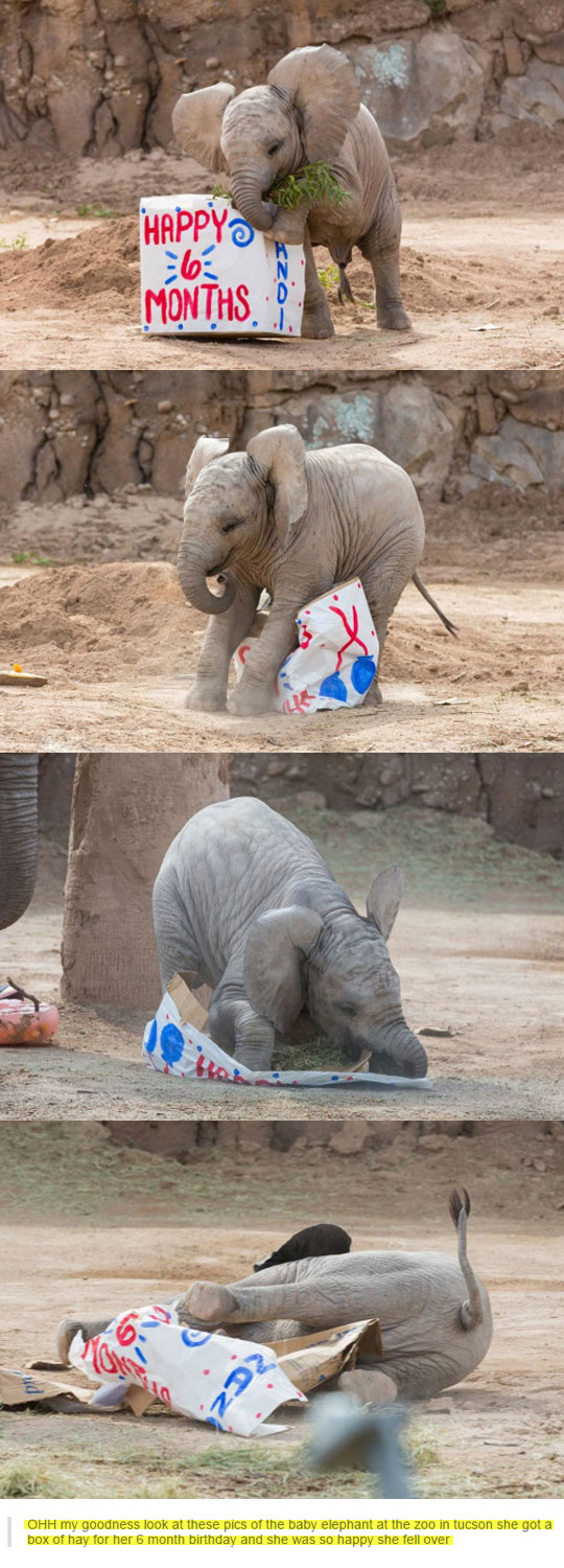 Happy+Half-Birthday+Tiny+Elephant
