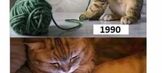 Cat+Tech