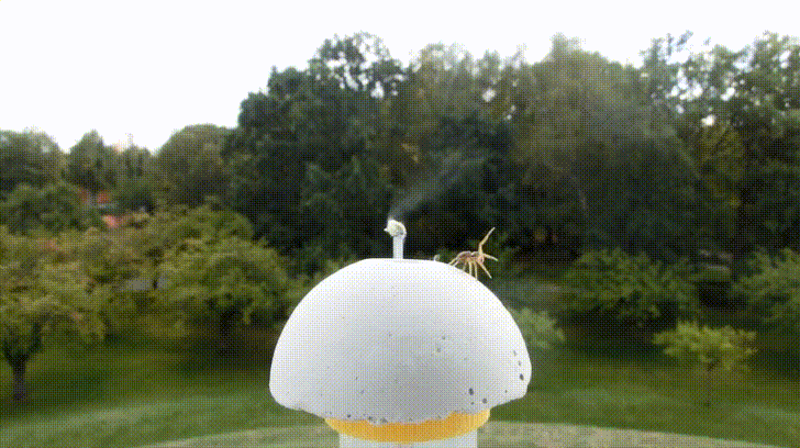 Spiders+test+wind+speed+with+their+forelegs+before+balooning