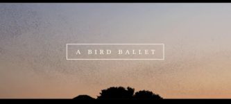 A+bird+ballet.