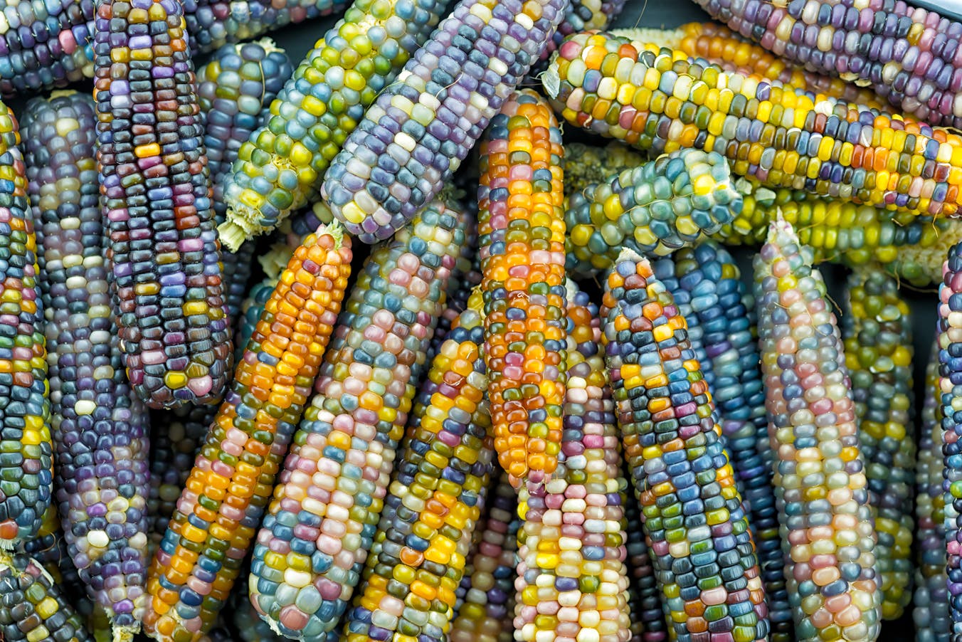 The+many+corns.