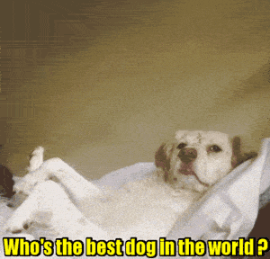 Who%26%23039%3Bs+the+best+dog+in+the+world%3F