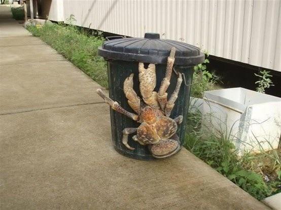 Giant+crab+spider+on+this+trash+can