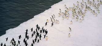 Just+a+massive+penguin+battle