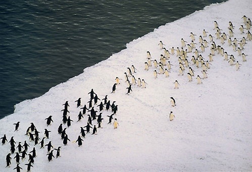 Just+a+massive+penguin+battle