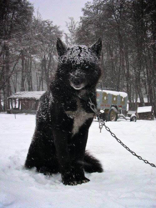 Czechoslovakian+wolf+dog.